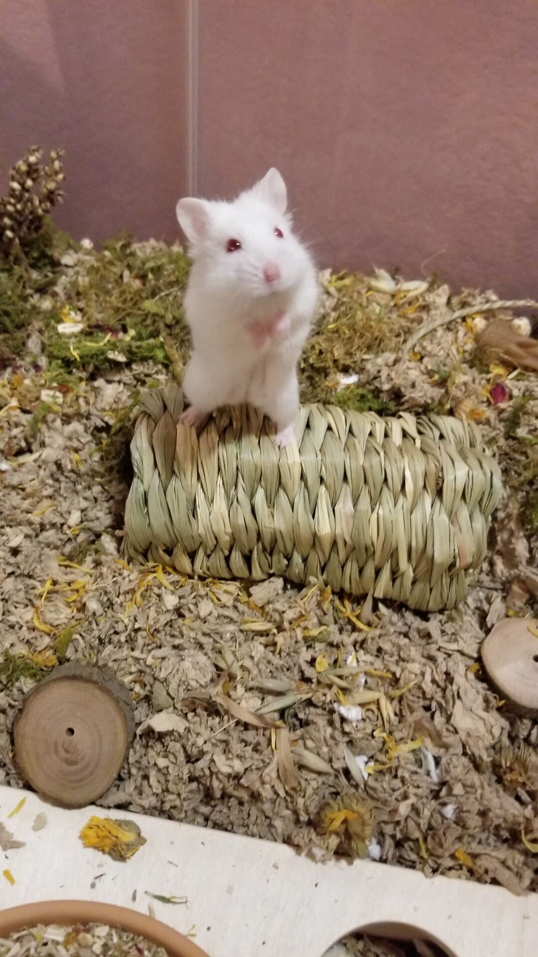 Home Sweet Hammy Home